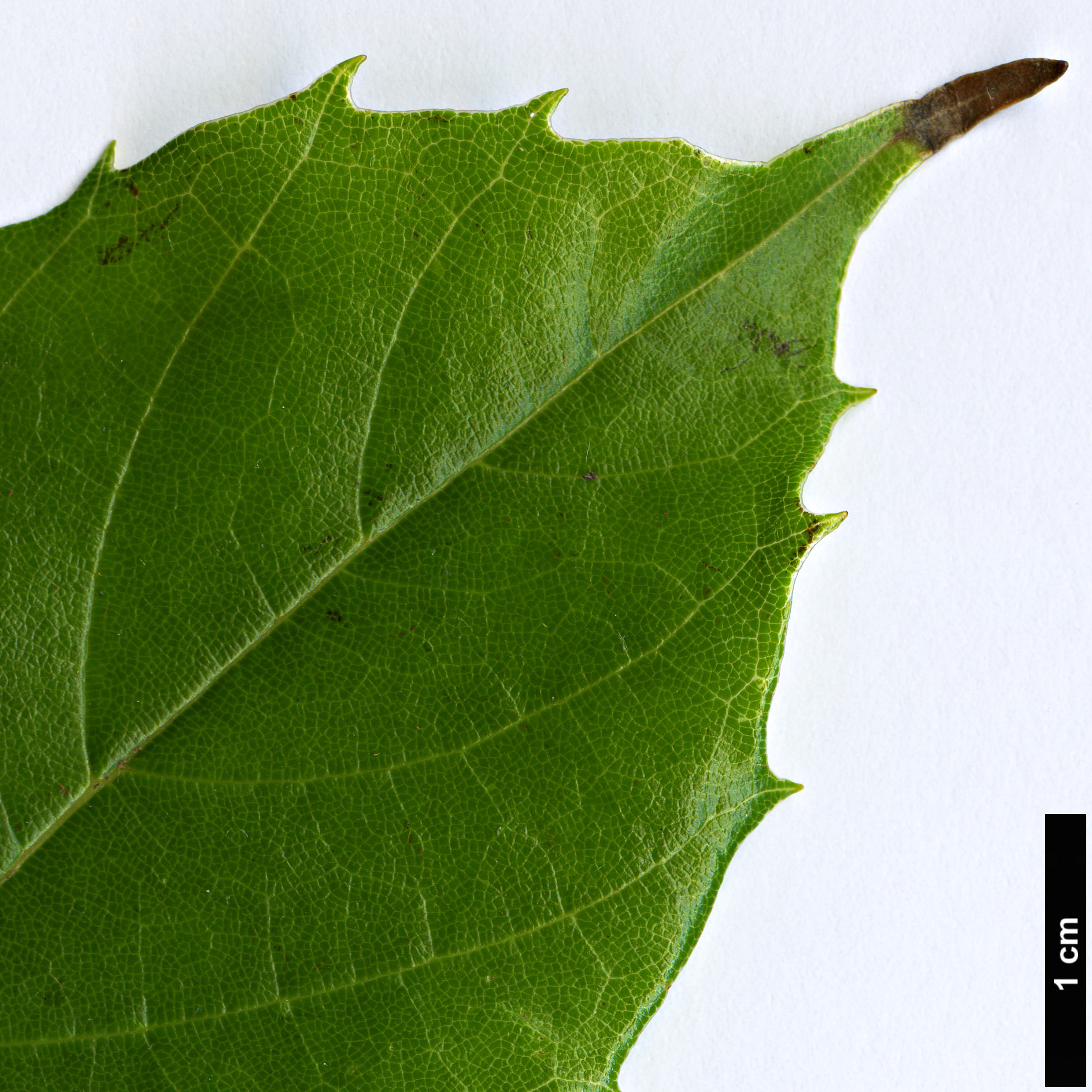 High resolution image: Family: Sabiaceae - Genus: Meliosma - Taxon: yunnanensis